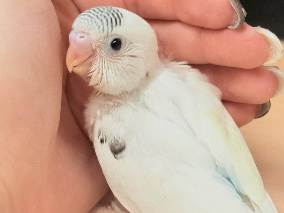 頭の模様‎🤍🫶🖤素敵でしょ❣️セキセイインコ(白ハルクイン)ヒナ