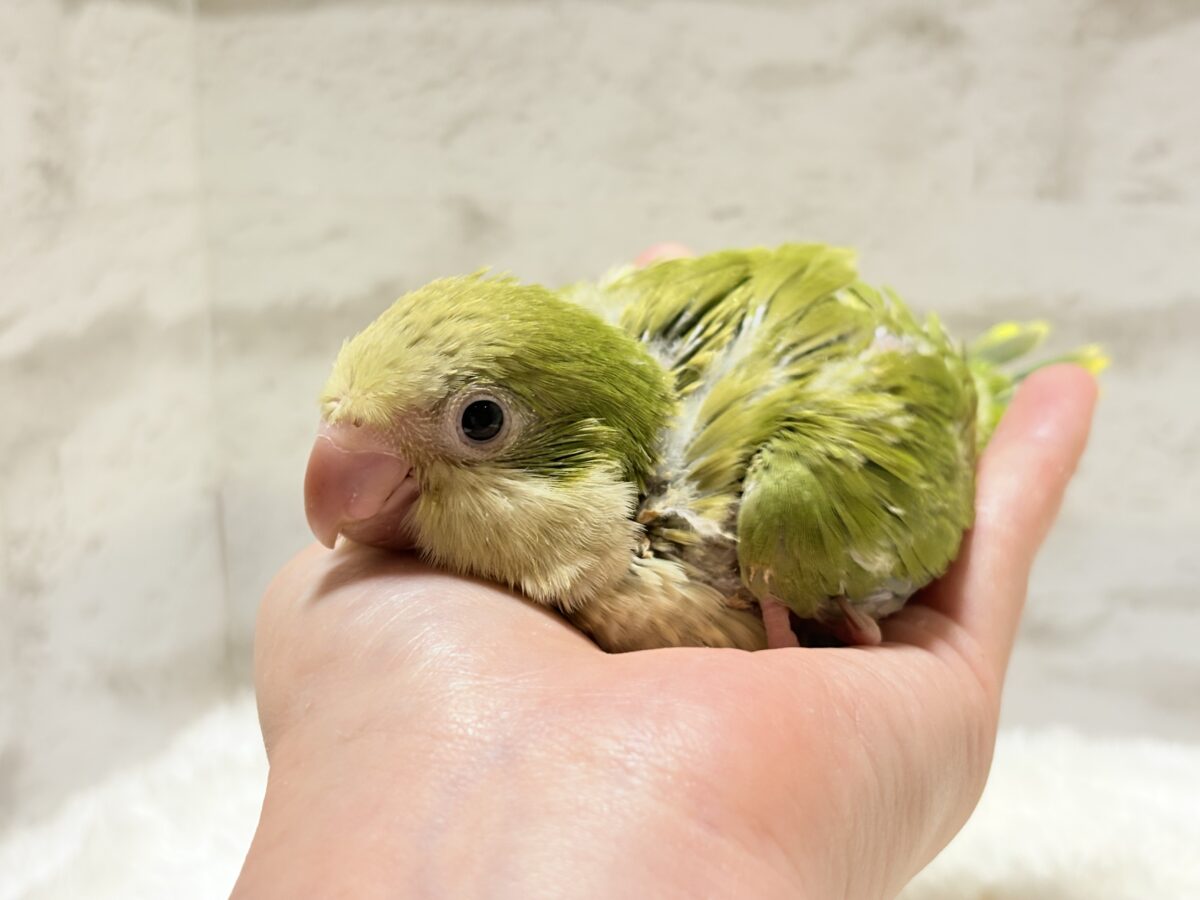 抹茶ラテでひと息いかが?🍵𓈒𓏸︎︎︎︎ 𓈒𓂂𓏸オキナインコ(パリド) ヒナ オキナインコ