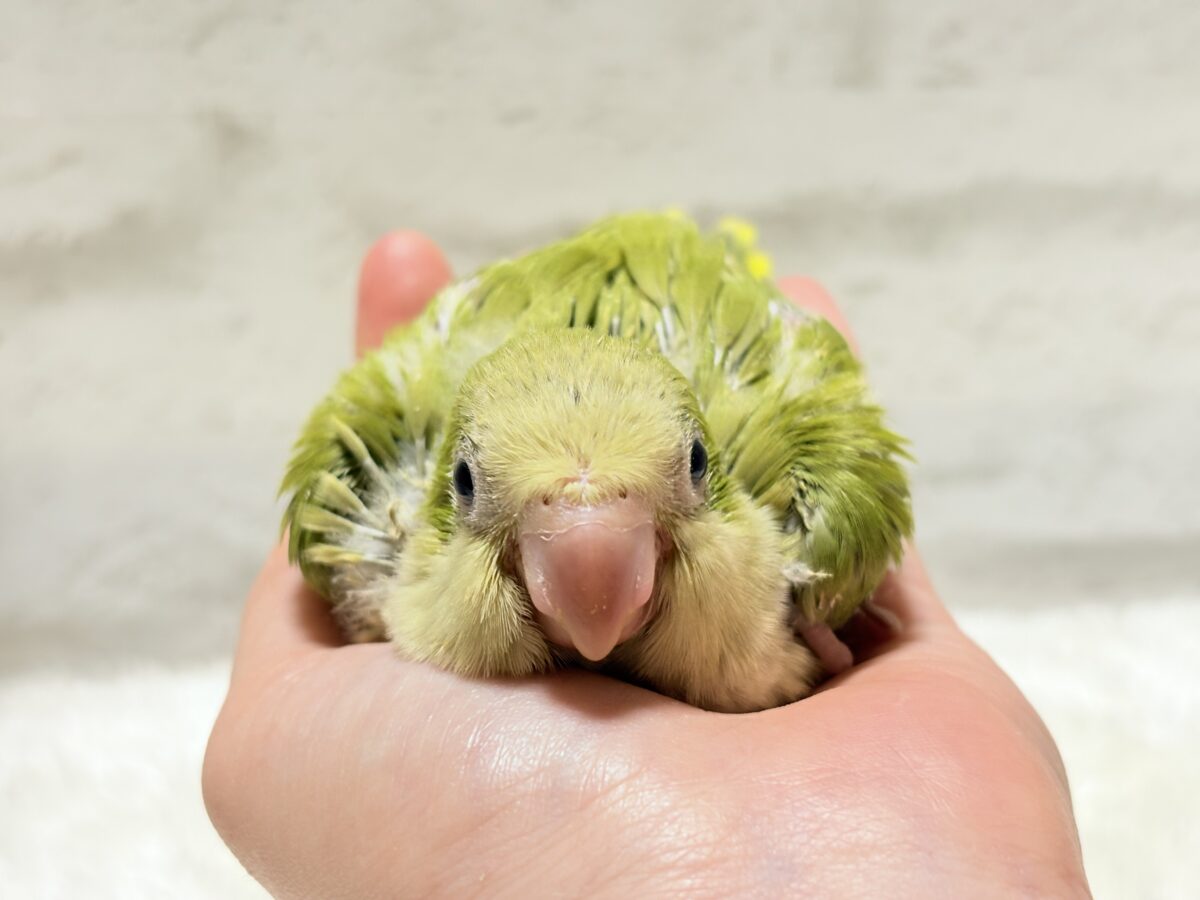 抹茶ラテでひと息いかが?🍵𓈒𓏸︎︎︎︎ 𓈒𓂂𓏸オキナインコ(パリド) ヒナ オキナインコ