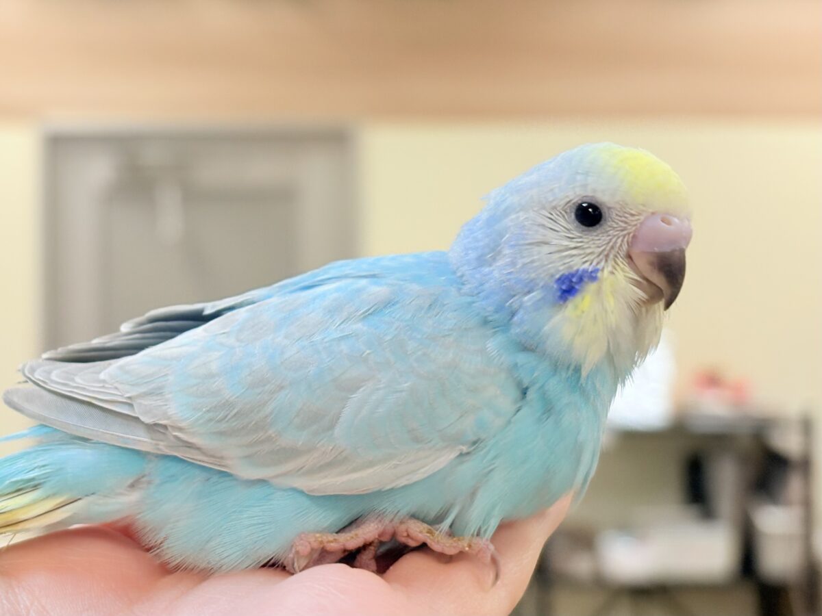 夢見るパステルカラー🩷🦄☁🩵セキセイインコ(パステルレインボー)ヒナ