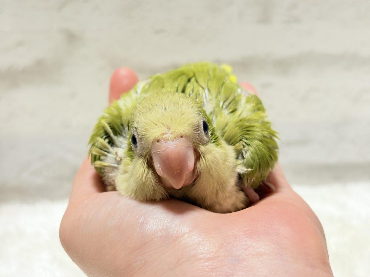 オキナインコ