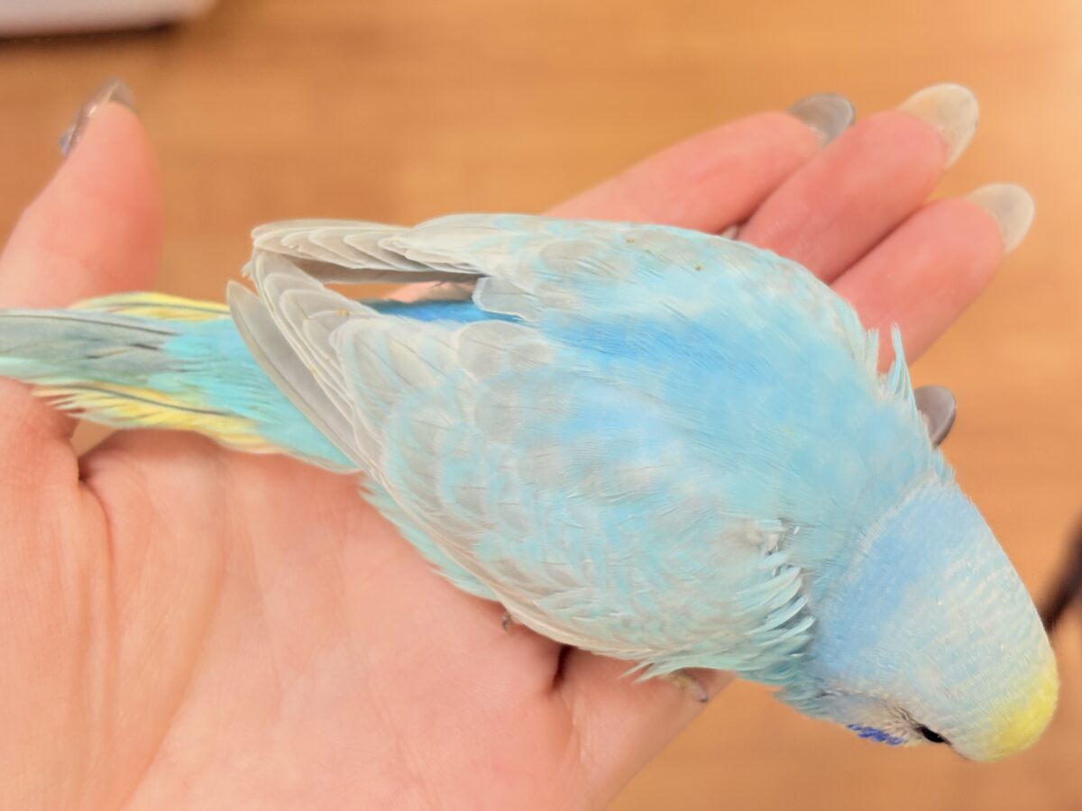 セキセイインコ