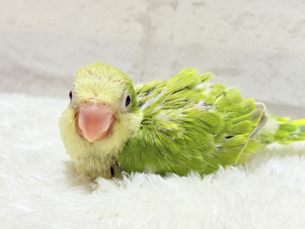 オキナインコ