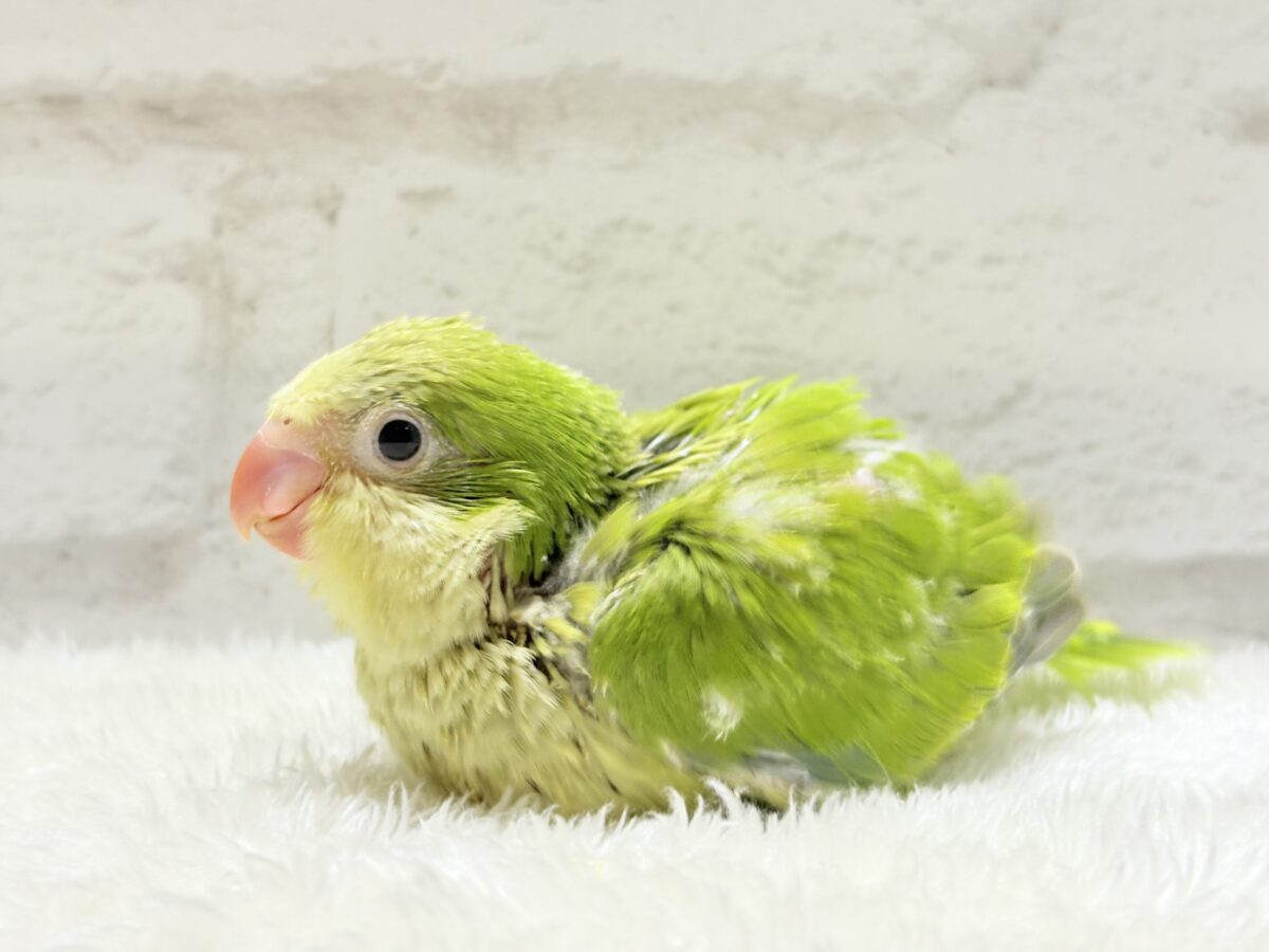 オキナインコ