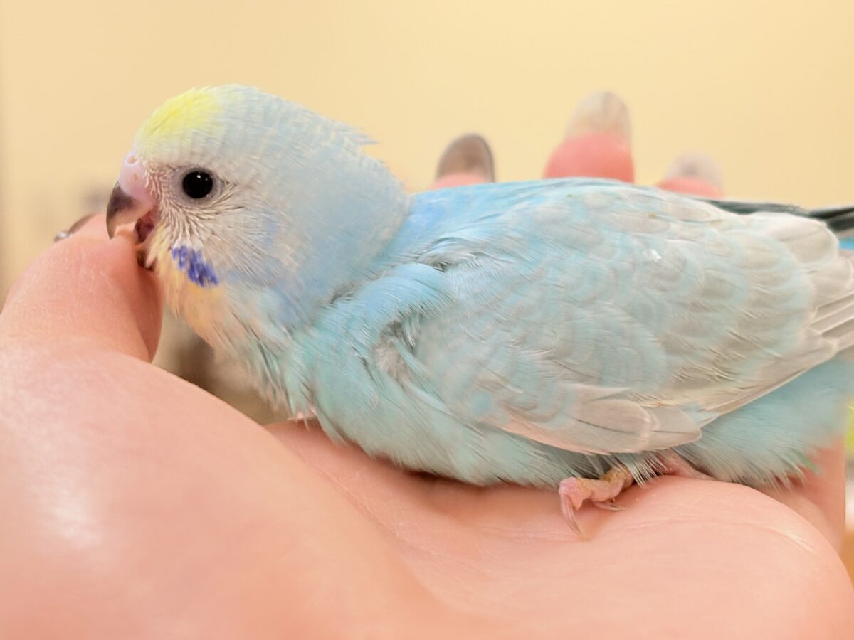 セキセイインコ