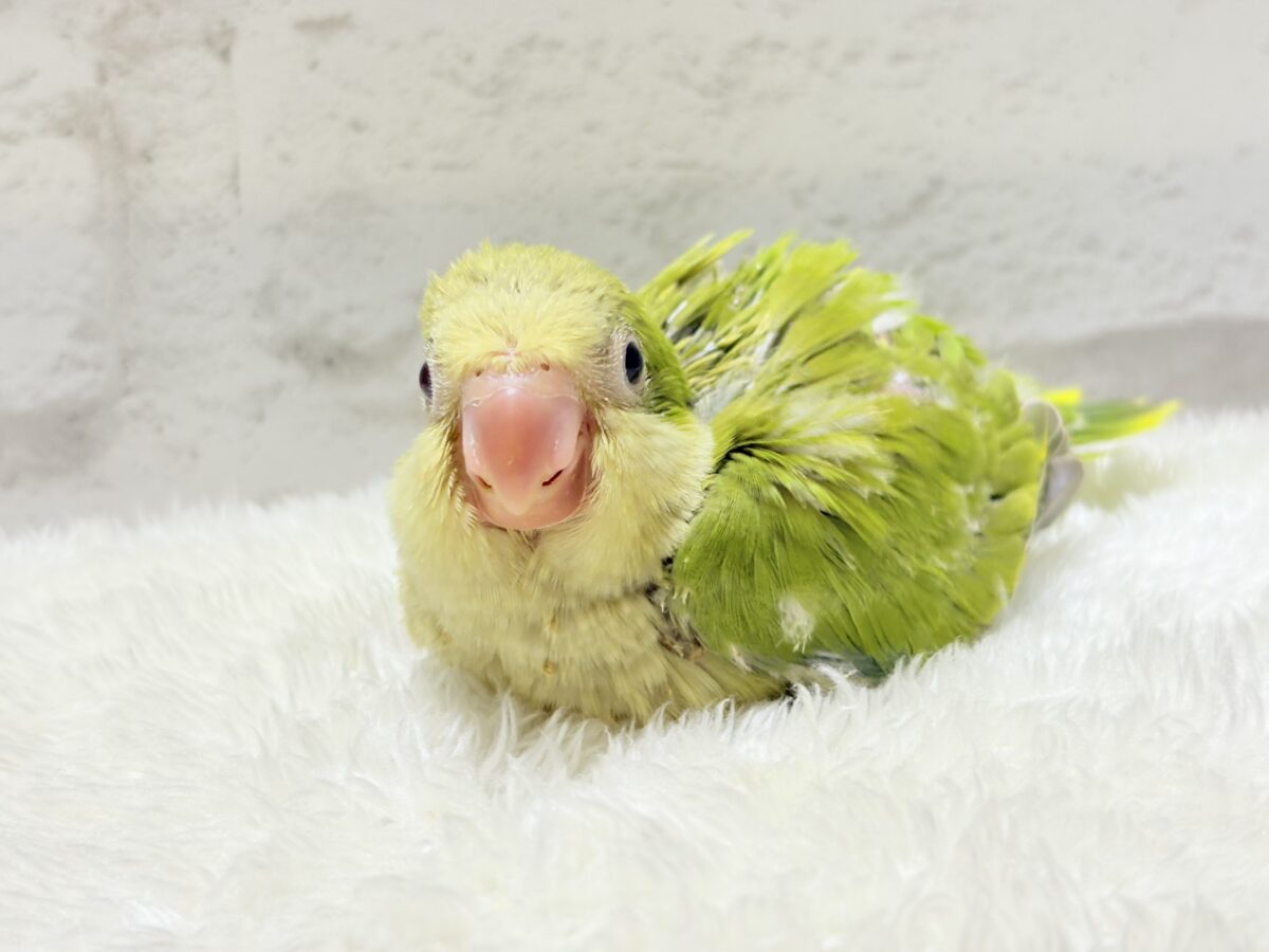 オキナインコ