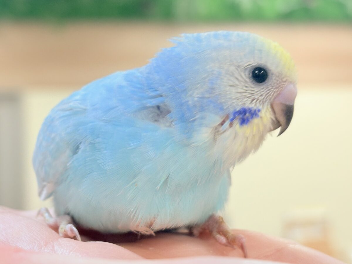 セキセイインコ