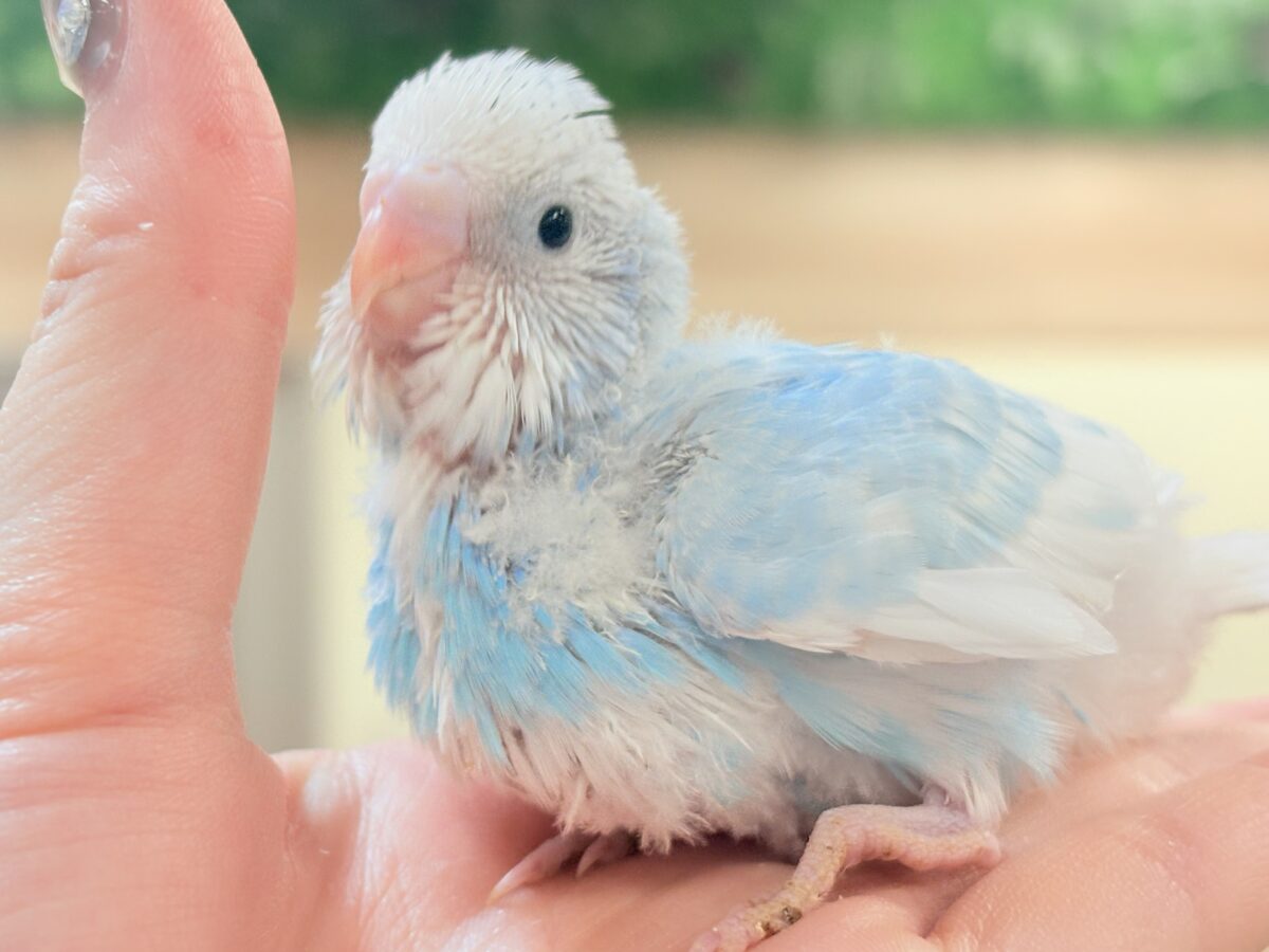 まだまだ夏は終わらせない‼️爽やかセキセイインコ🐬🫧(スパングル)ヒナ