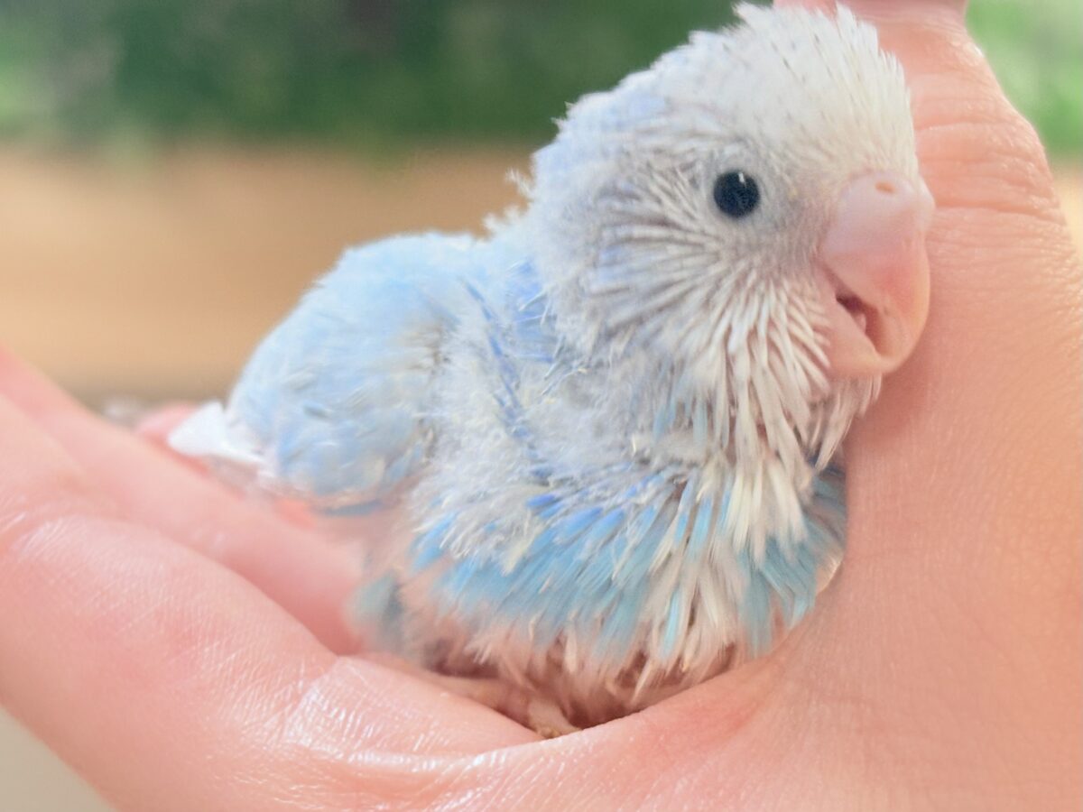 セキセイインコ