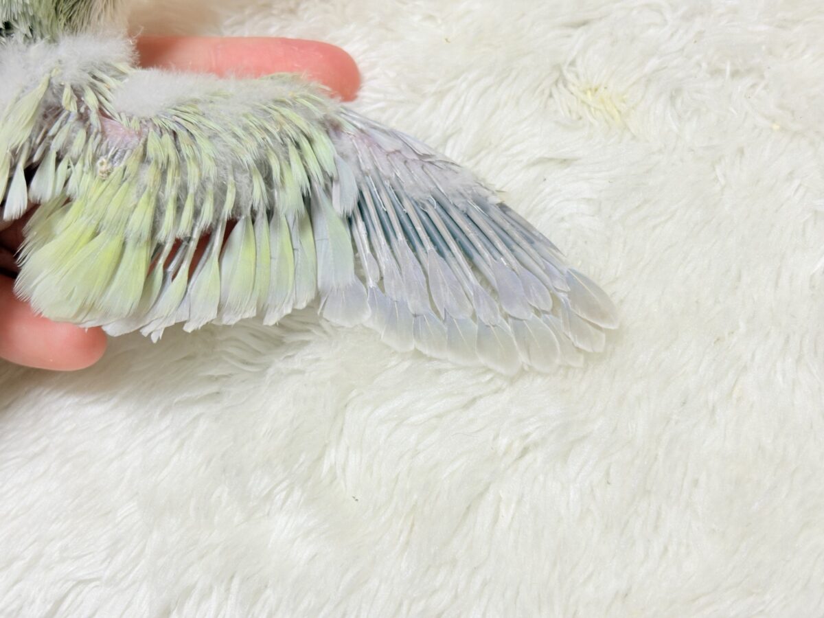 淡い淡い禁断の果実🐣🍏オキナインコ(アクアブルーパリドイノ) ヒナ オキナインコ