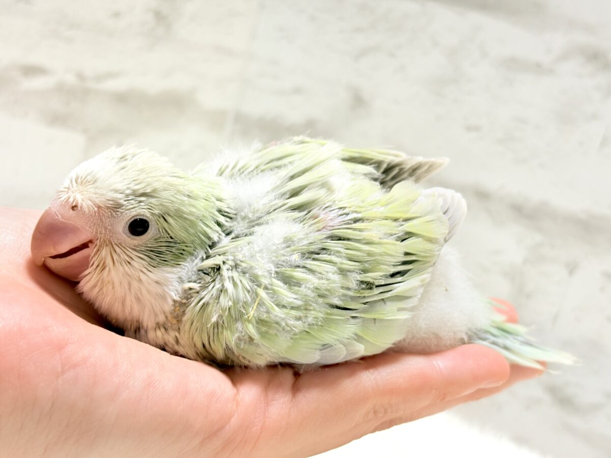 オキナインコ