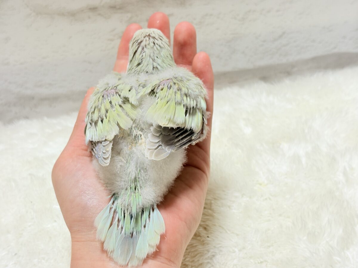 オキナインコ