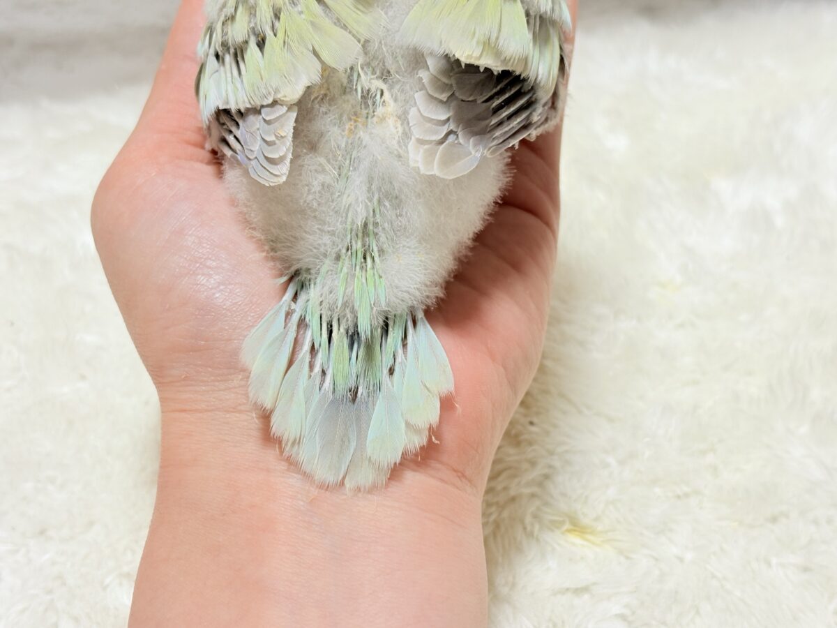 オキナインコ