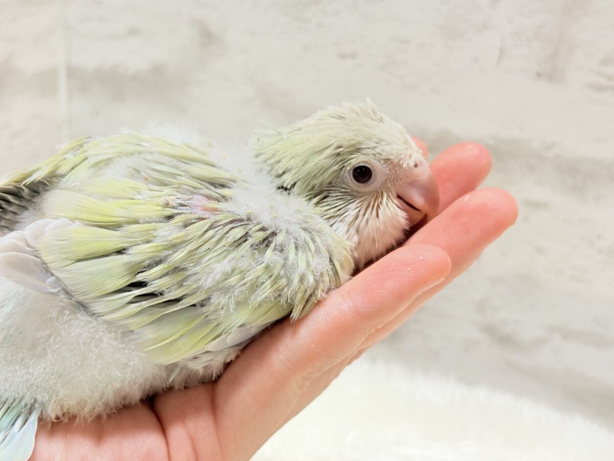 オキナインコ