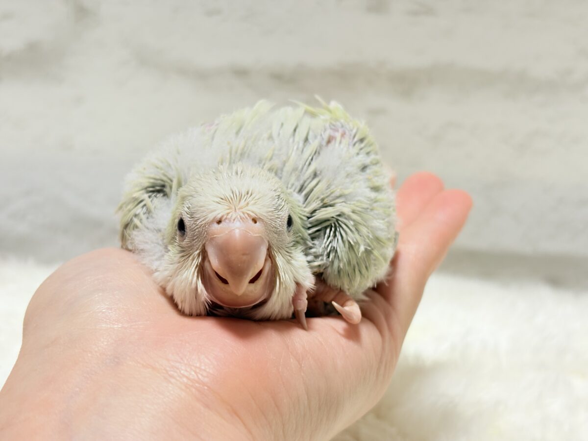 オキナインコ