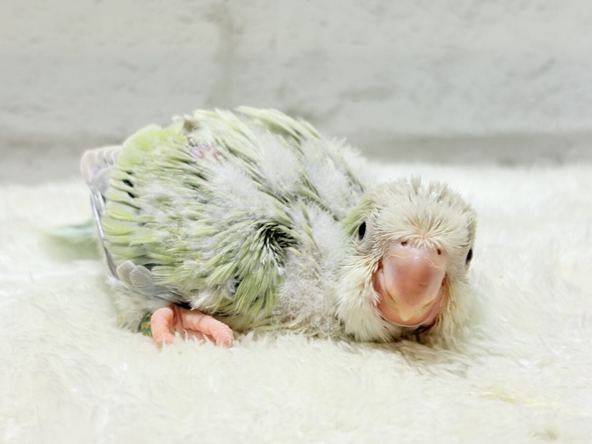 淡い淡い禁断の果実🐣🍏オキナインコ(アクアブルーパリドイノ) ヒナ オキナインコ