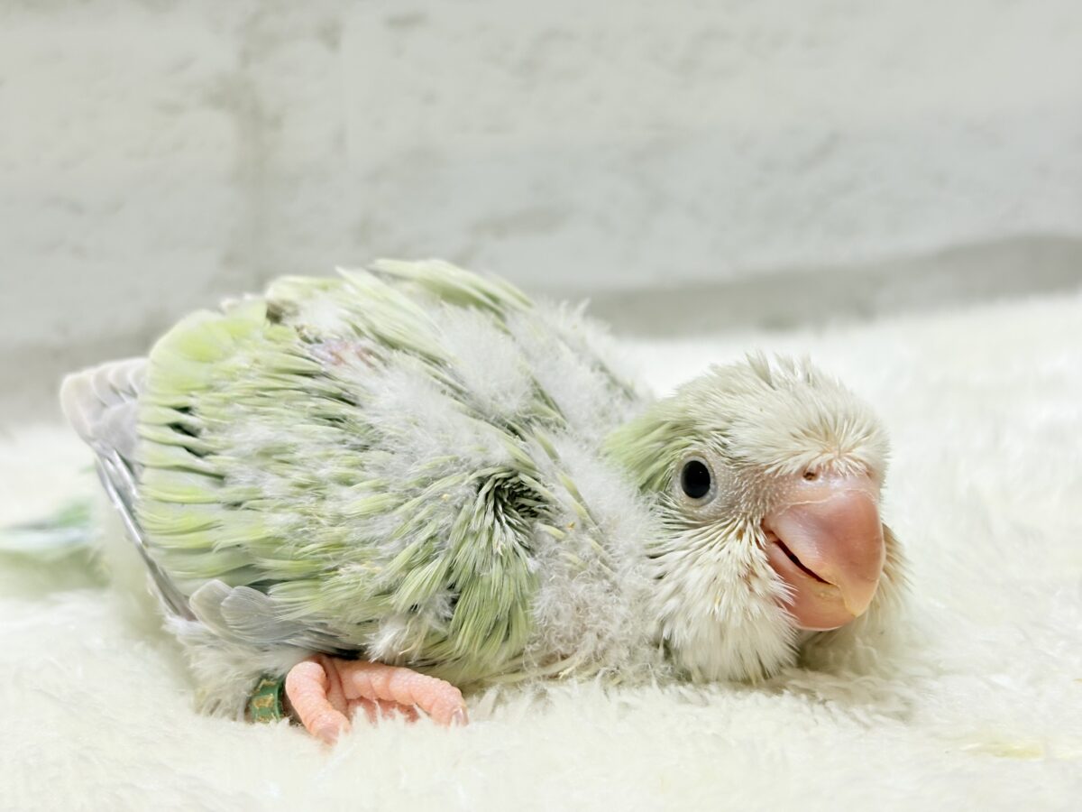 淡い淡い禁断の果実🐣🍏オキナインコ(アクアブルーパリドイノ) ヒナ オキナインコ