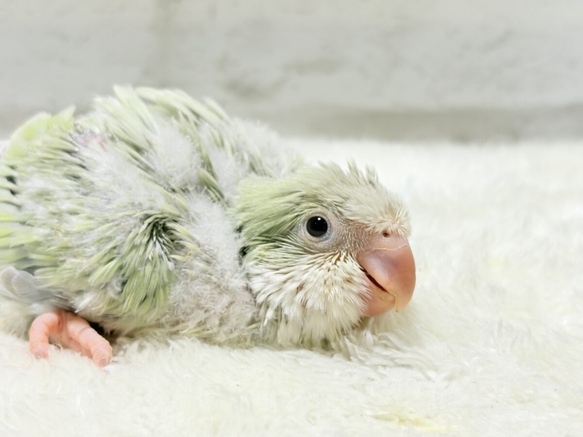 オキナインコ