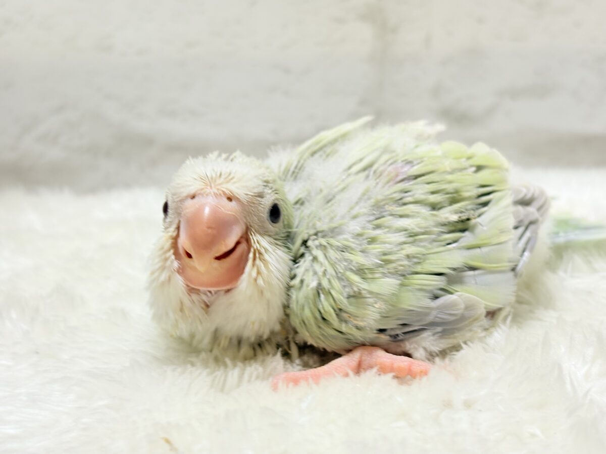オキナインコ