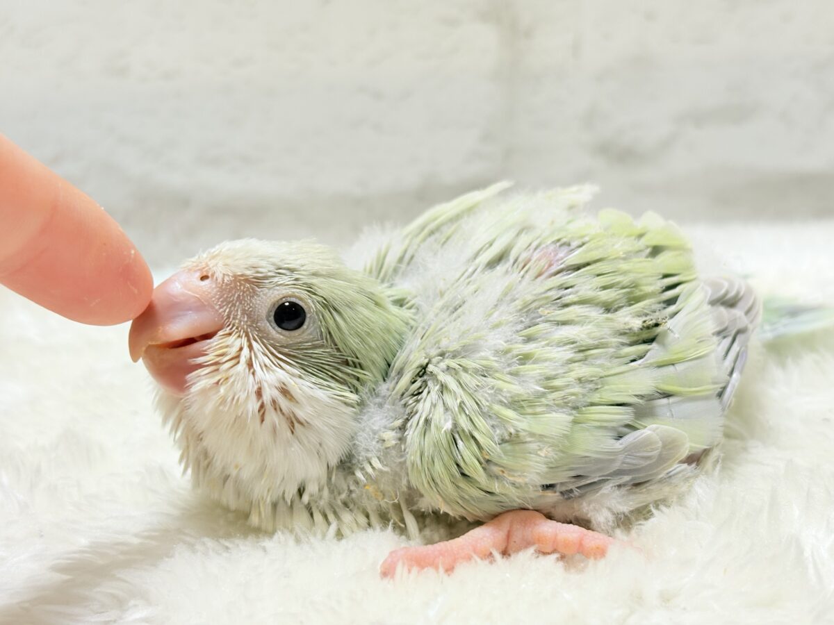 オキナインコ