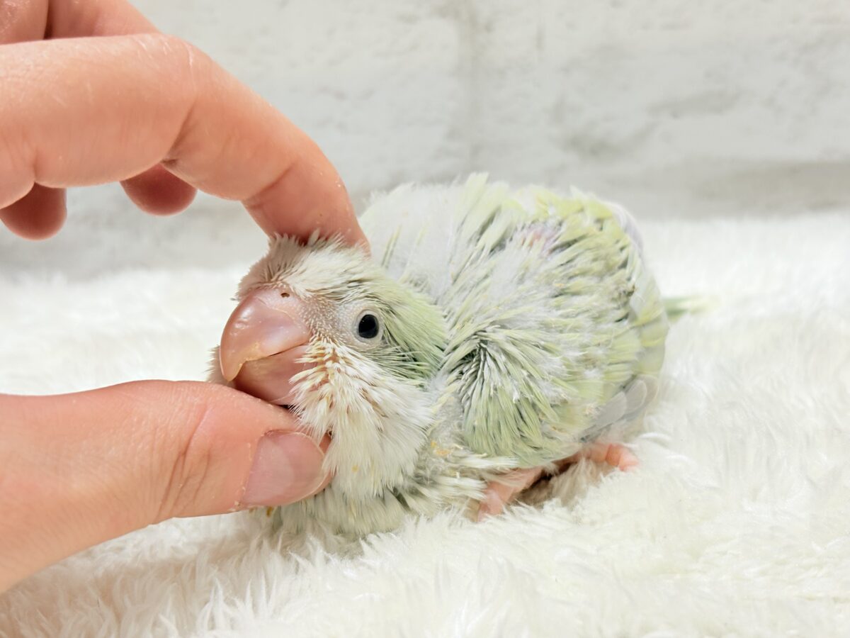 オキナインコ