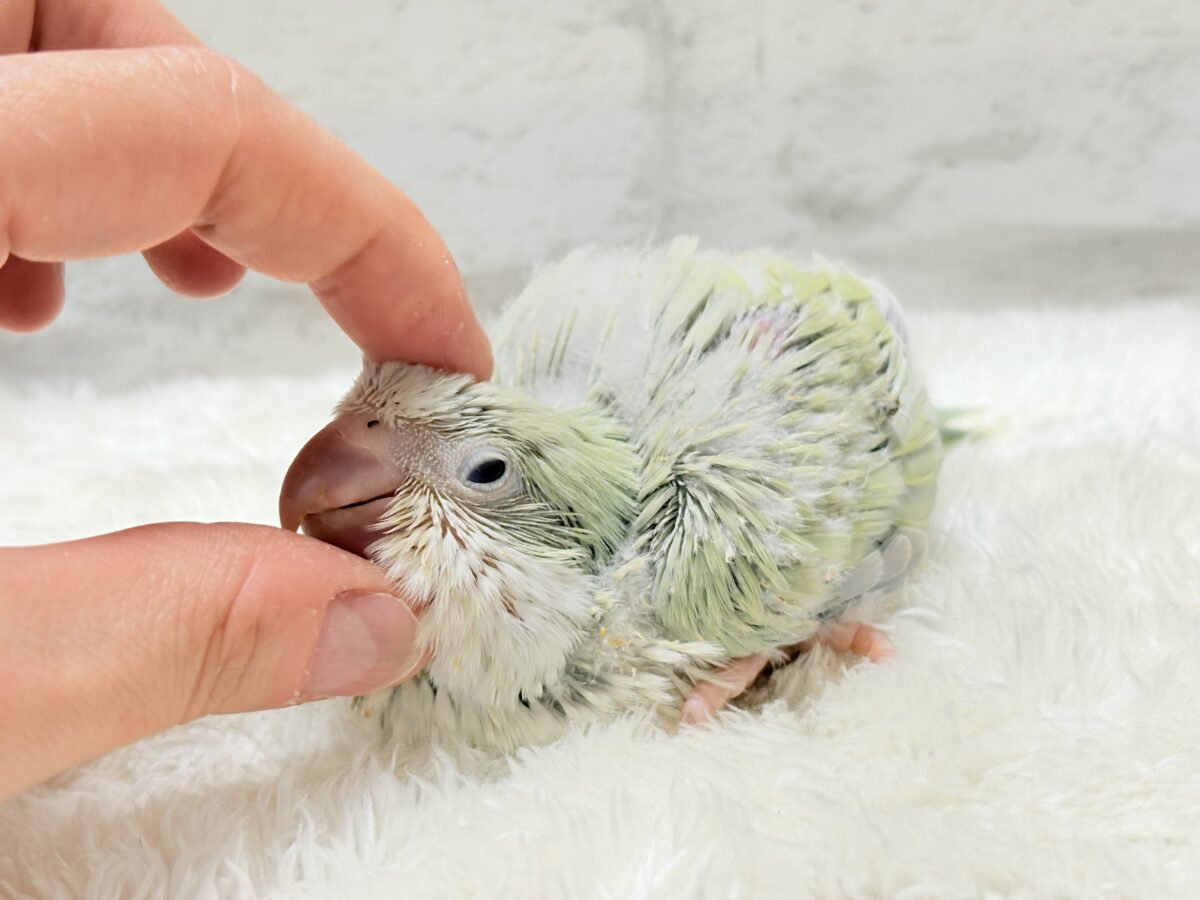 淡い淡い禁断の果実🐣🍏オキナインコ(アクアブルーパリドイノ) ヒナ オキナインコ