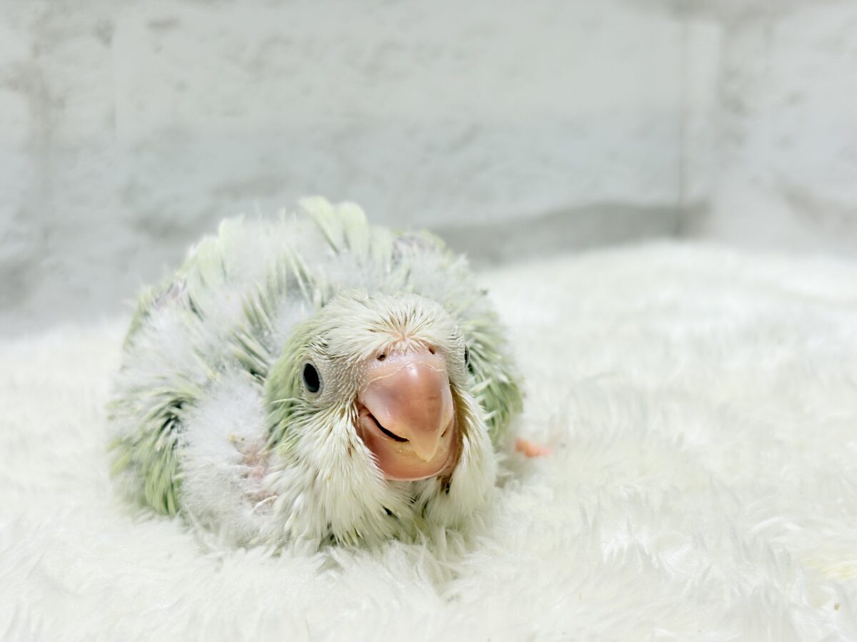 オキナインコ