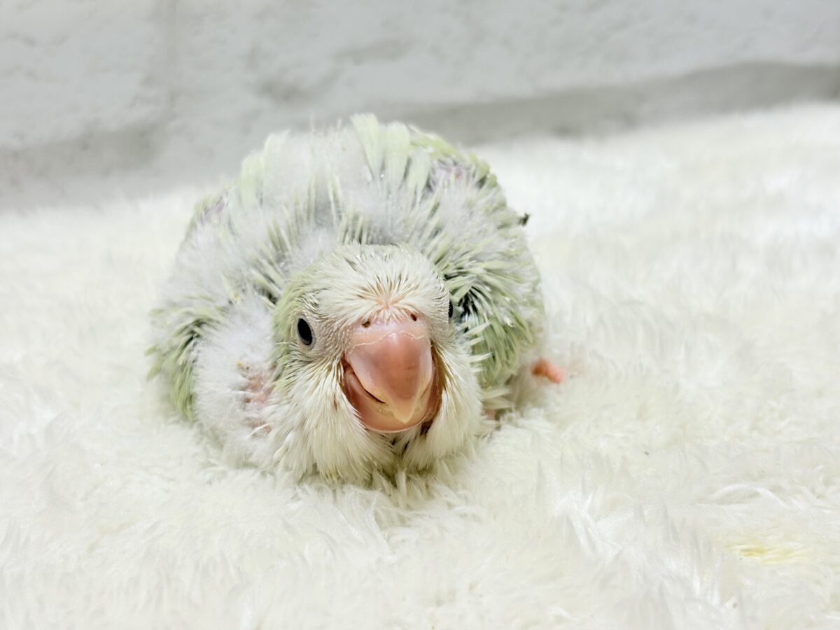 オキナインコ