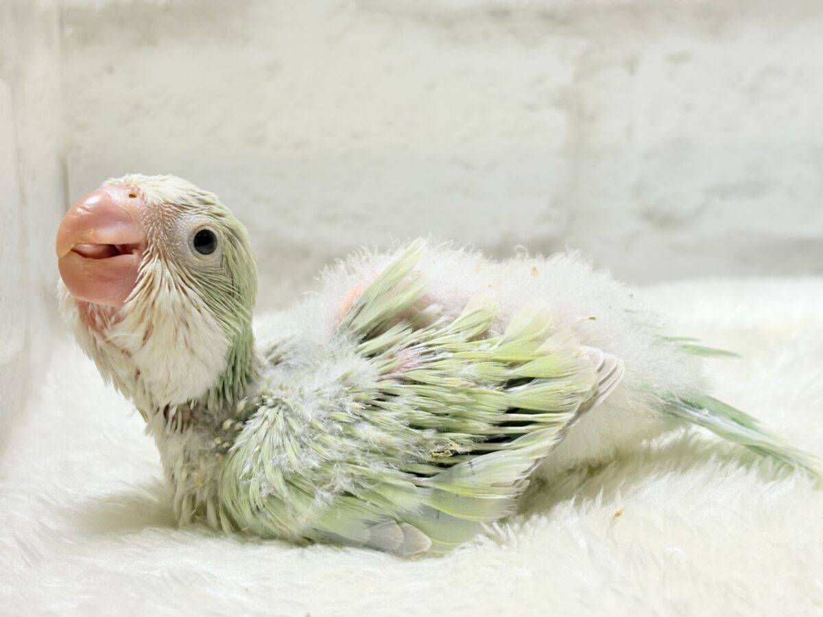 淡い淡い禁断の果実🐣🍏オキナインコ(アクアブルーパリドイノ) ヒナ オキナインコ
