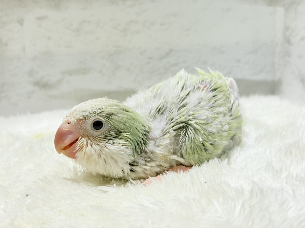 オキナインコ
