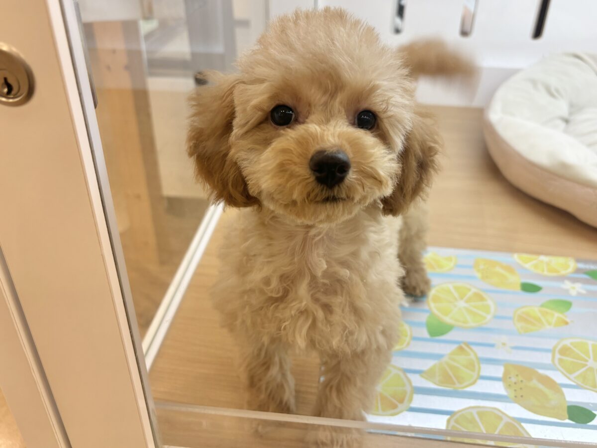 超ホヤホヤ最新画像✨私の愛の叫びを受け止めて〜♥トイプードルちゃん！