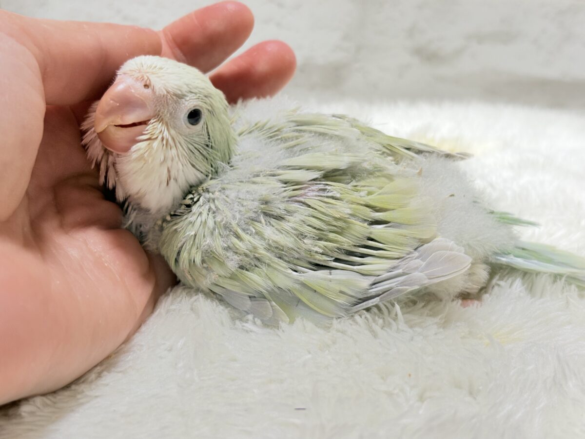 オキナインコ