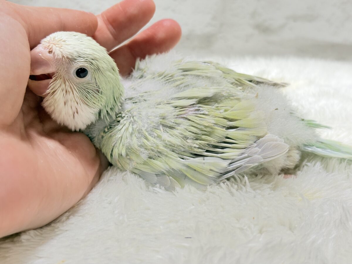 淡い淡い禁断の果実🐣🍏オキナインコ(アクアブルーパリドイノ) ヒナ オキナインコ