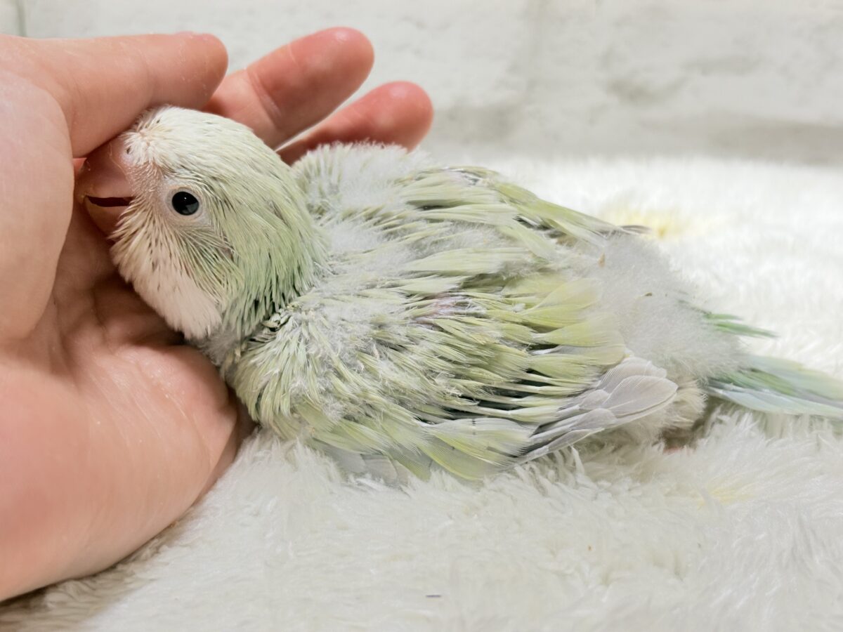 オキナインコ