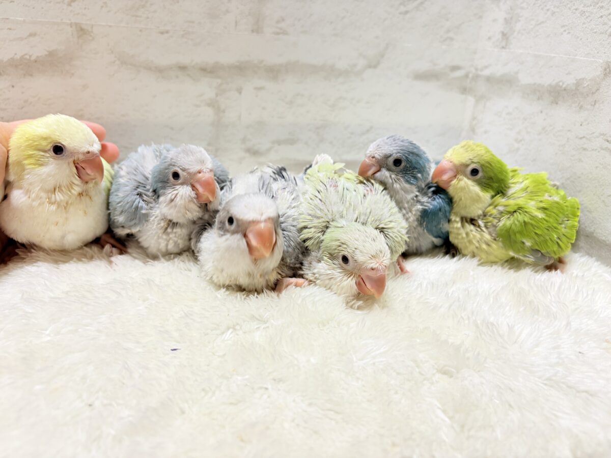 淡い淡い禁断の果実🐣🍏オキナインコ(アクアブルーパリドイノ) ヒナ オキナインコ