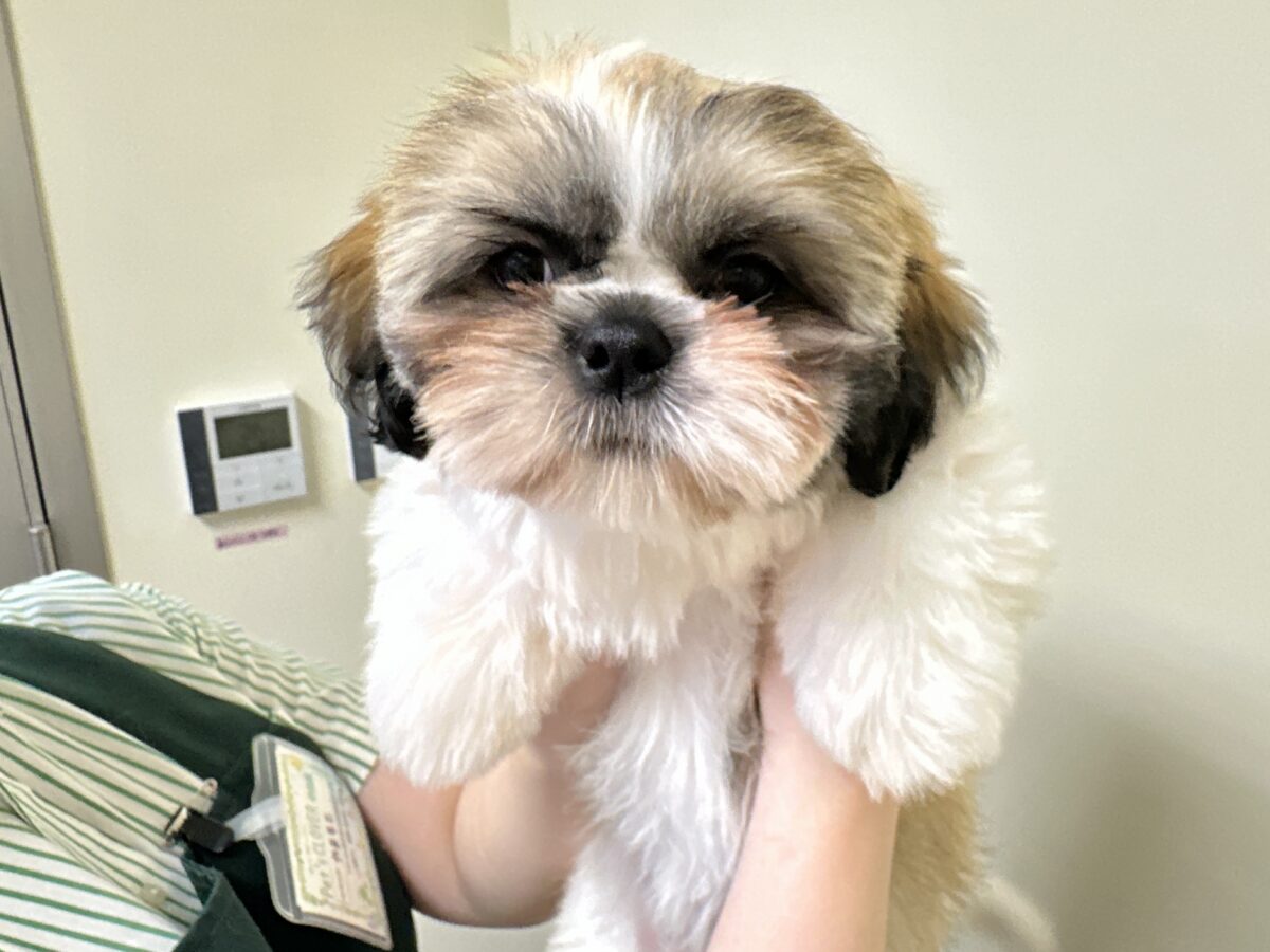 ぽてぽてかわいい♡シーズーちゃん🐶💞