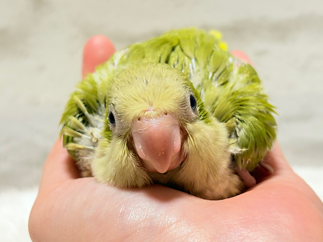 抹茶ラテでひと息いかが?🍵𓈒𓏸︎︎︎︎ 𓈒𓂂𓏸オキナインコ(パリド) ヒナ 抹茶ラテでひと息いかが?🍵𓈒𓏸︎︎︎︎ 𓈒𓂂𓏸オキナインコ(パリド) ヒナ