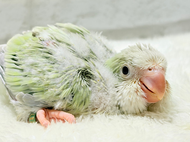 淡い淡い禁断の果実🐣🍏オキナインコ(アクアブルーパリドイノ) ヒナ 淡い淡い禁断の果実🐣🍏オキナインコ(アクアブルーパリドイノ) ヒナ