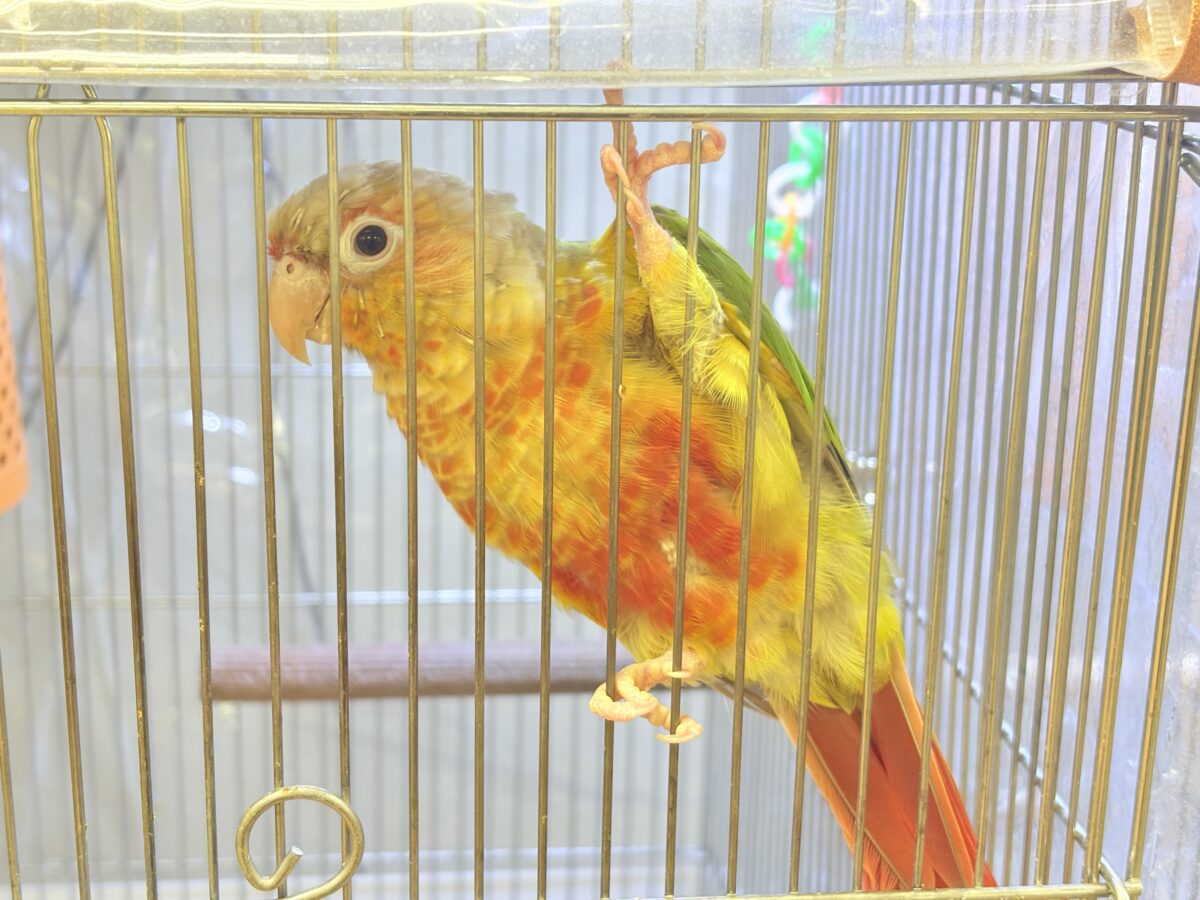 ホオミドリウロコインコ