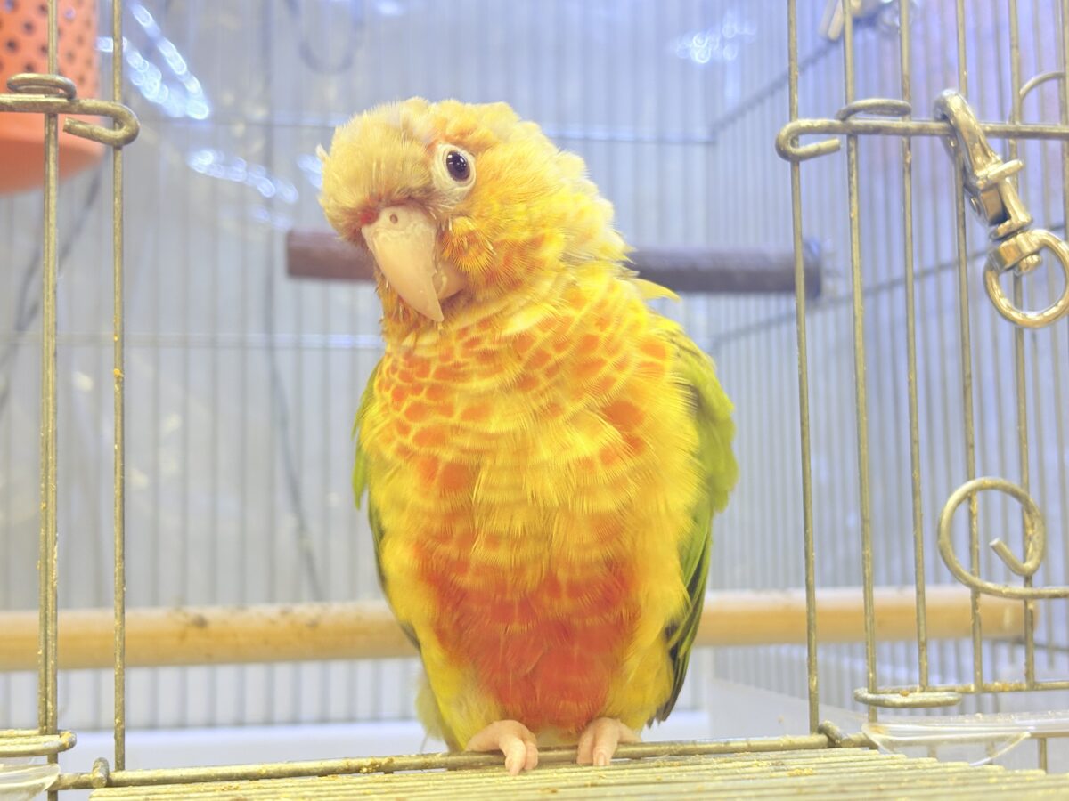 ホオミドリウロコインコ