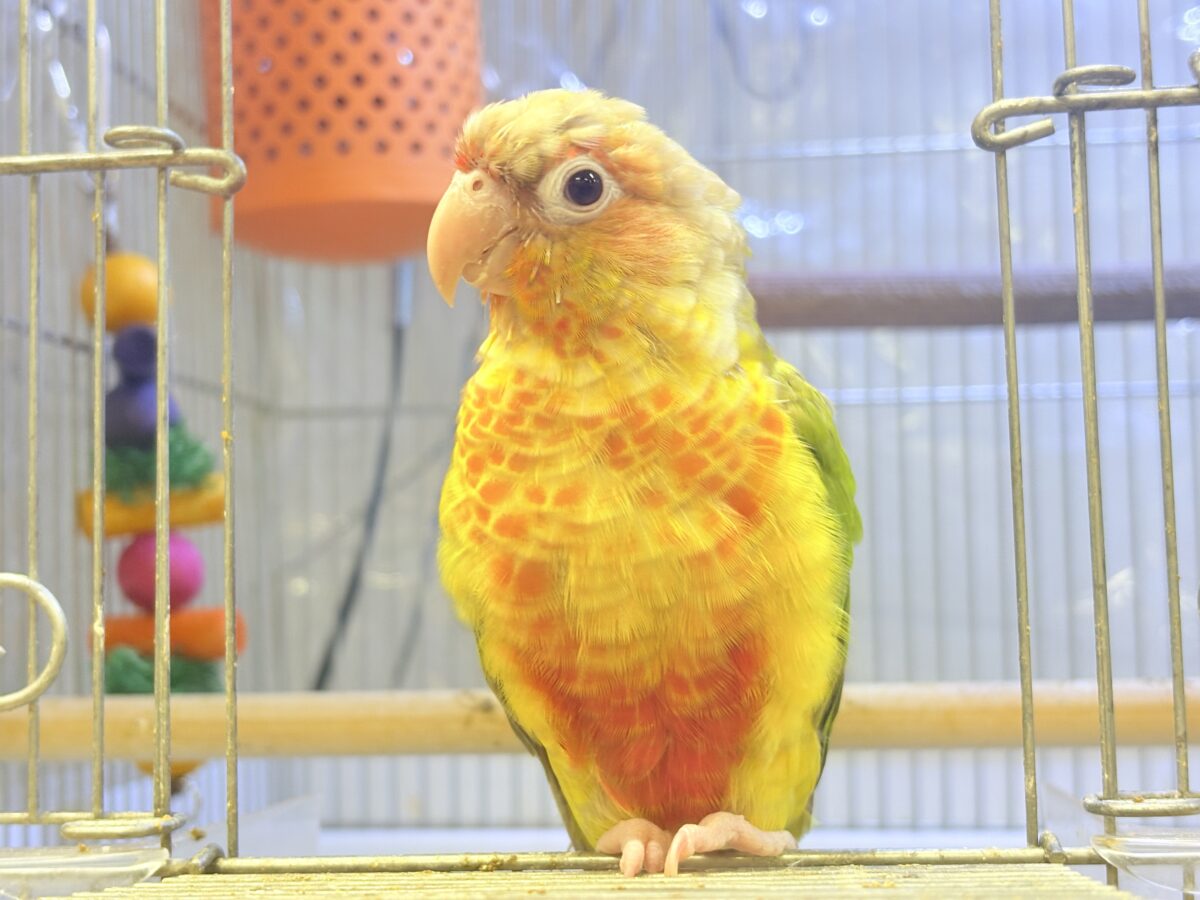 ホオミドリウロコインコ