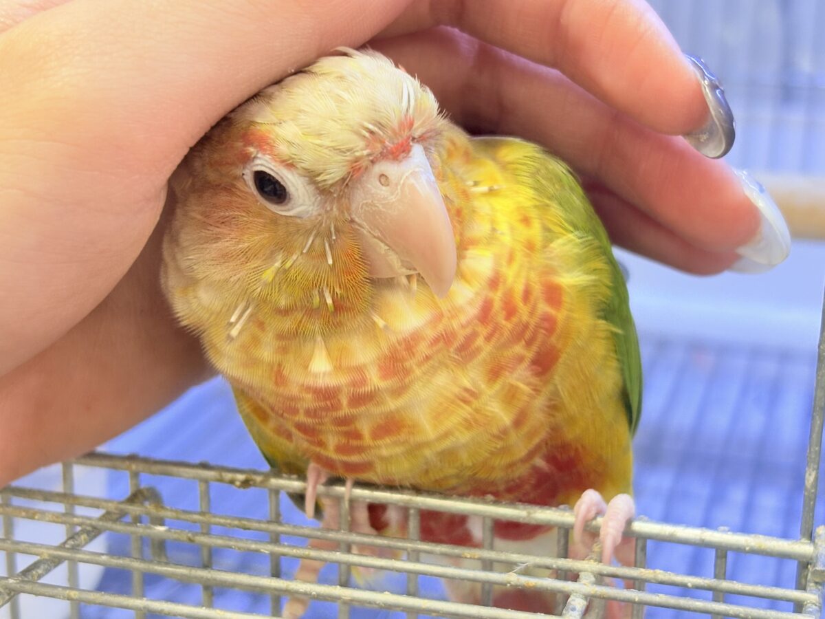 ホオミドリウロコインコ