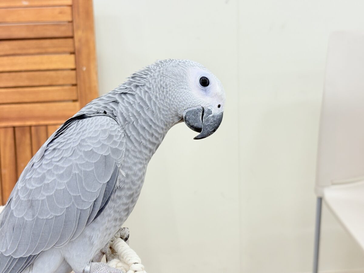 ヨウム