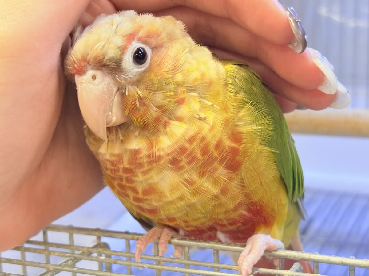 ホオミドリウロコインコ