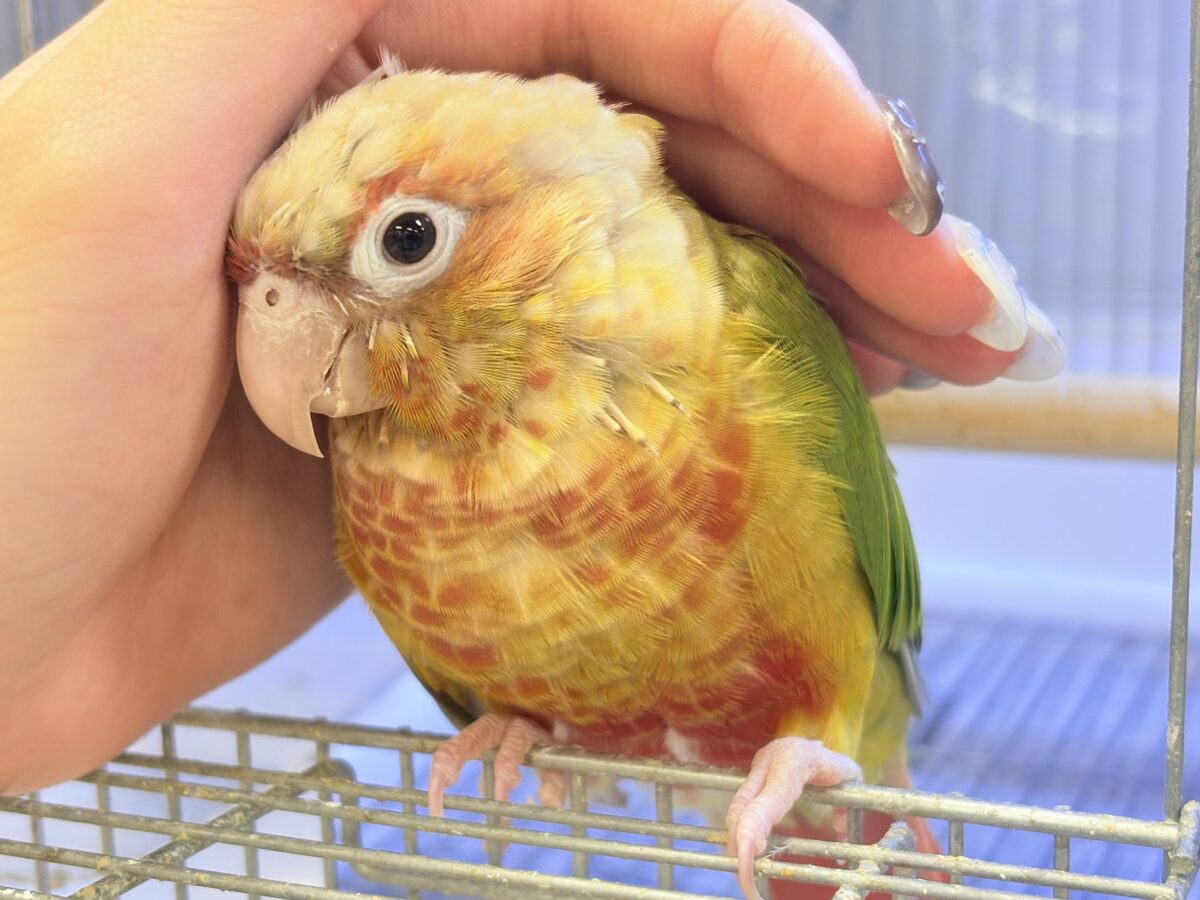 【最新画像】常夏色🍍🏖💕カキカキ好きな甘えんぼ♡ウロコインコ(パイナップル)