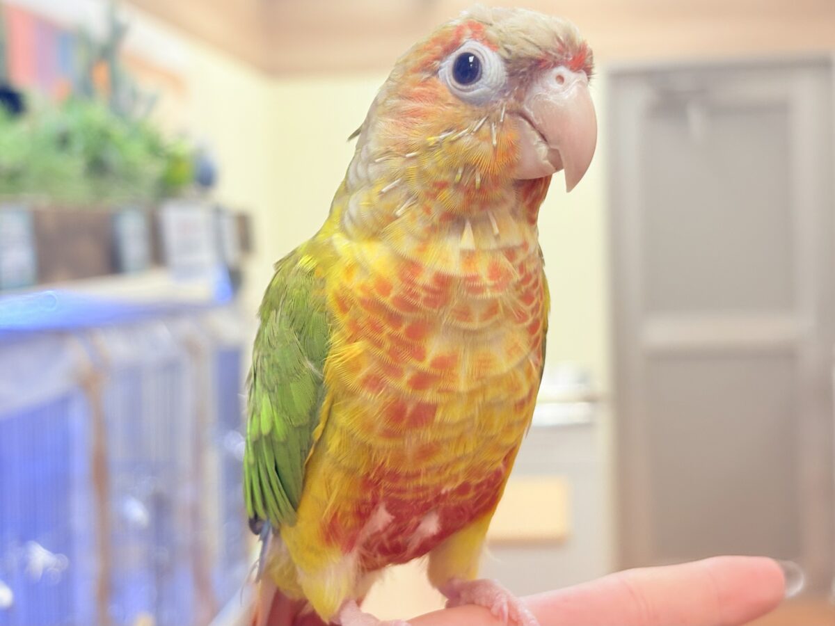 ホオミドリウロコインコ