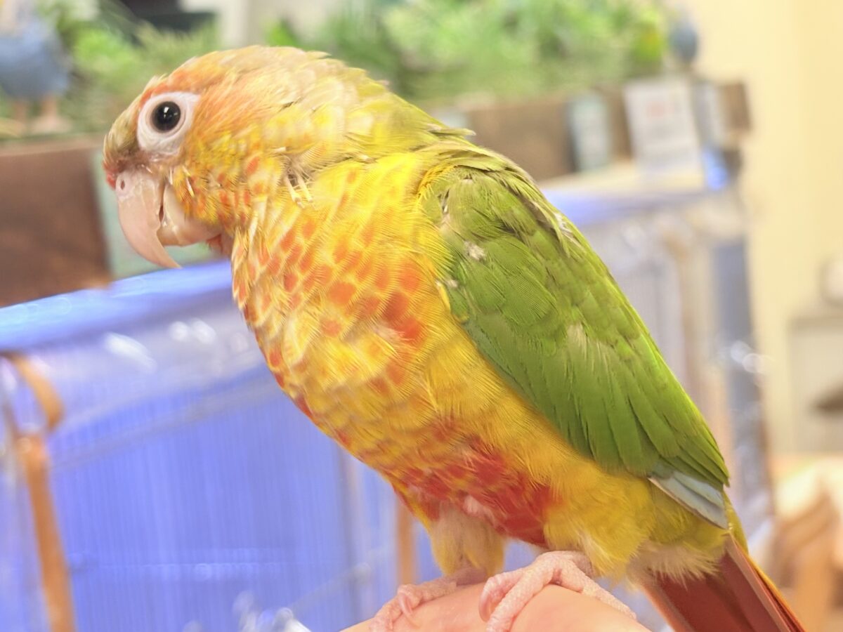 ホオミドリウロコインコ