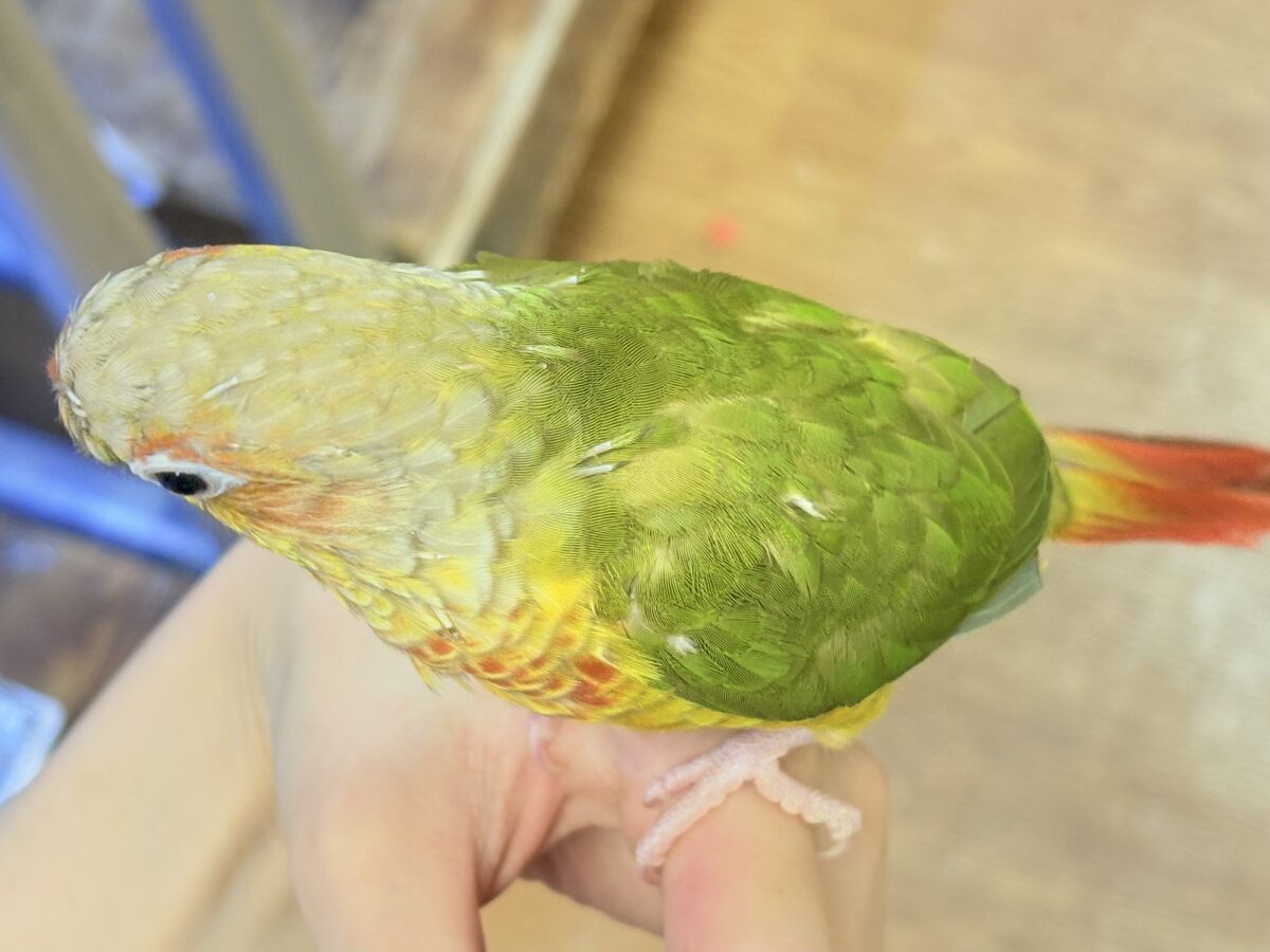 ホオミドリウロコインコ