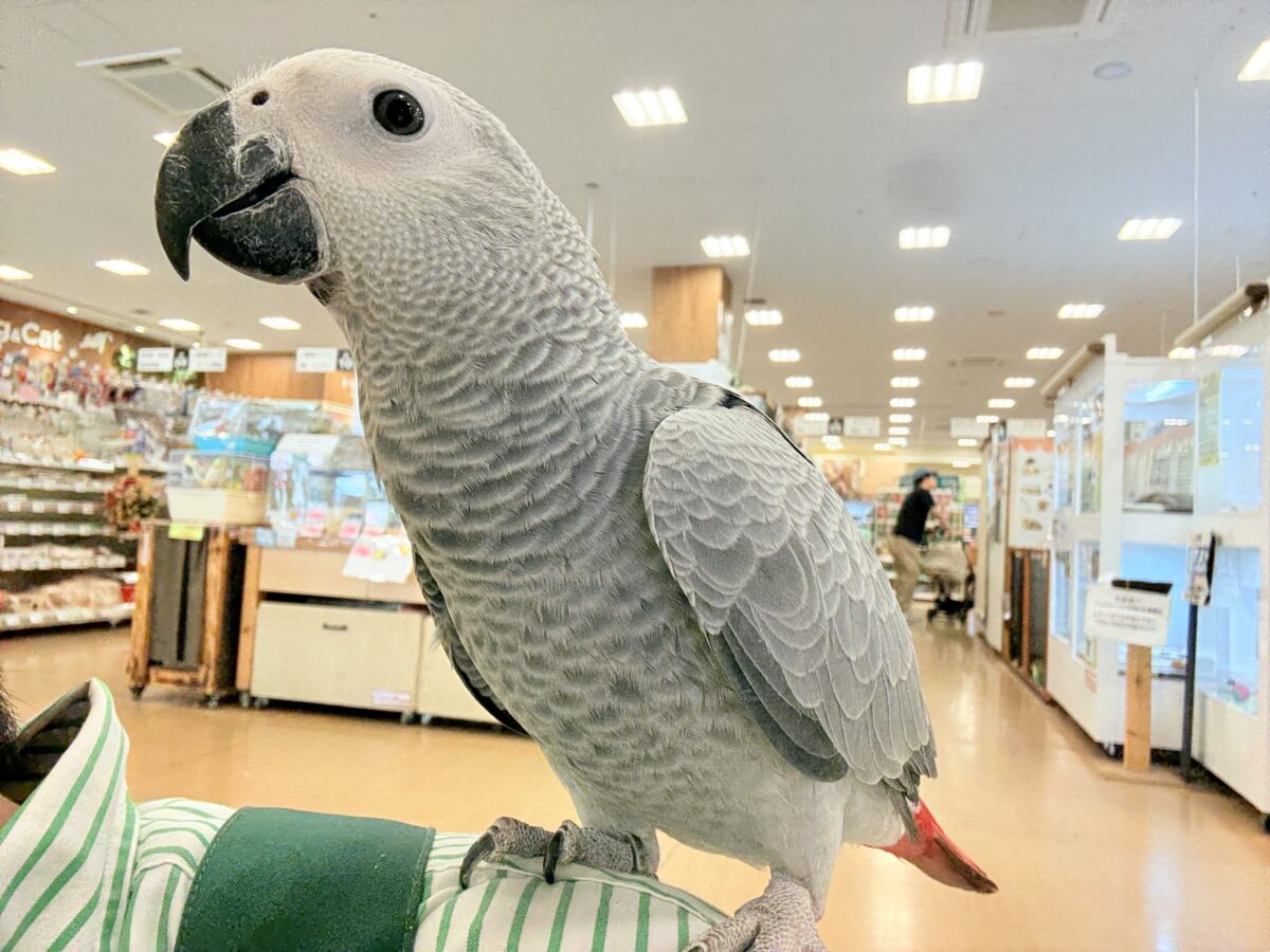 ヨウム