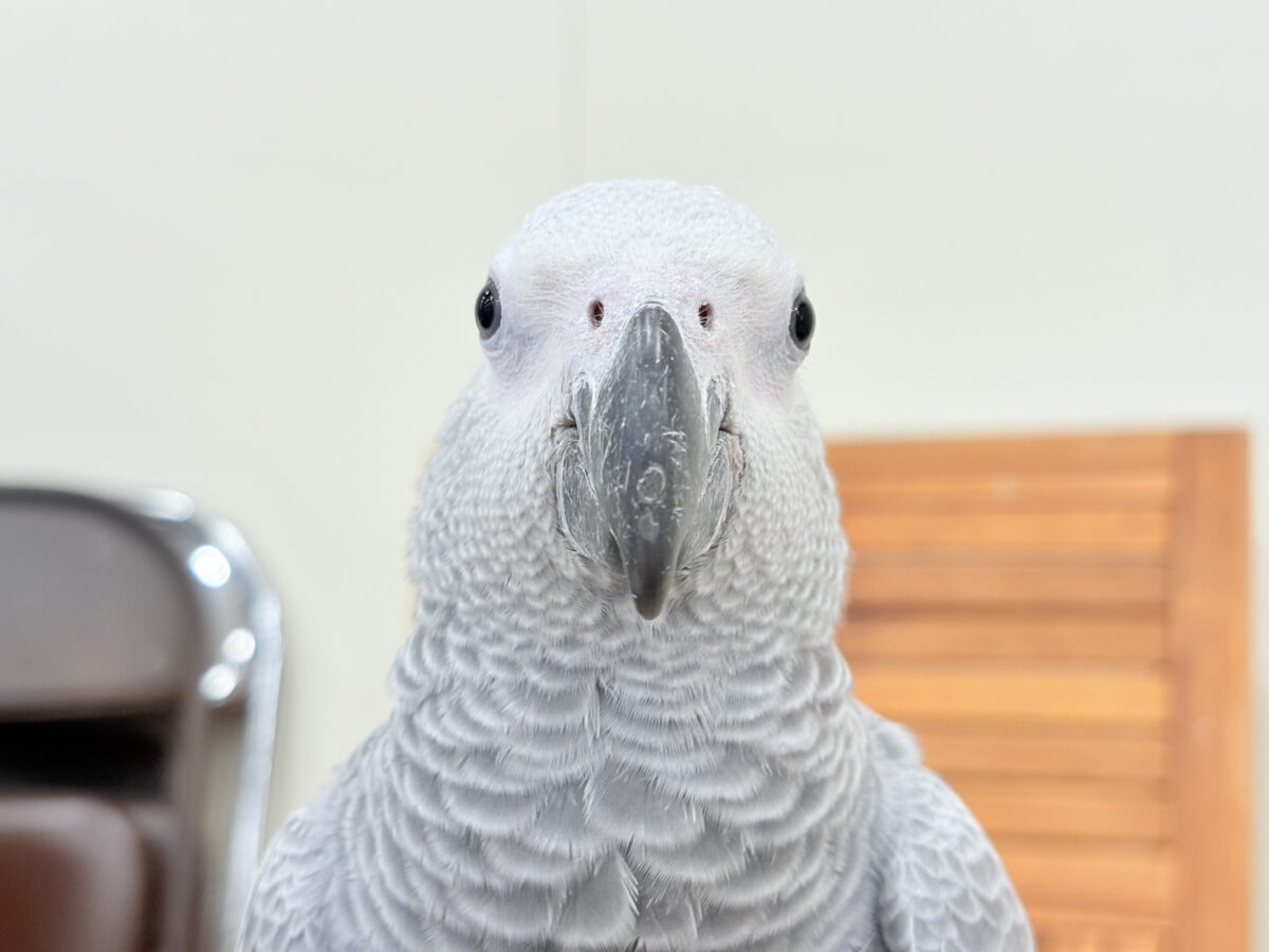 ヨウム